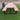 Commercial Outdoor Slatted Picnic Table with Fixed Benches